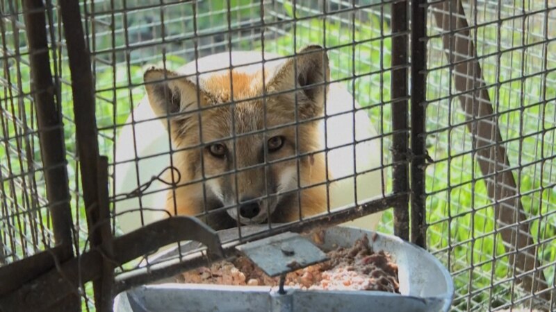 Život sibirskih lisica iza žice
