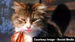 Among the most popular Internet memes involving Ukraine, separatist sympathizers using the #сепаратяка ("little separatist") hashtag rally their pets to the cause.