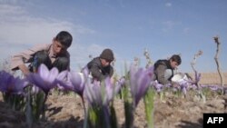 آرشیف/ تولید زعفران در افغانستان 