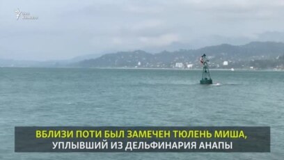 Миша в территориальных водах Грузии