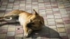 Бродячая собака в Феодосии, апрель 2019 года