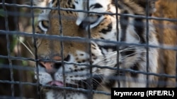 Тигр в сафари-парке «Тайган», Крым, 2018 год (иллюстративное фото)