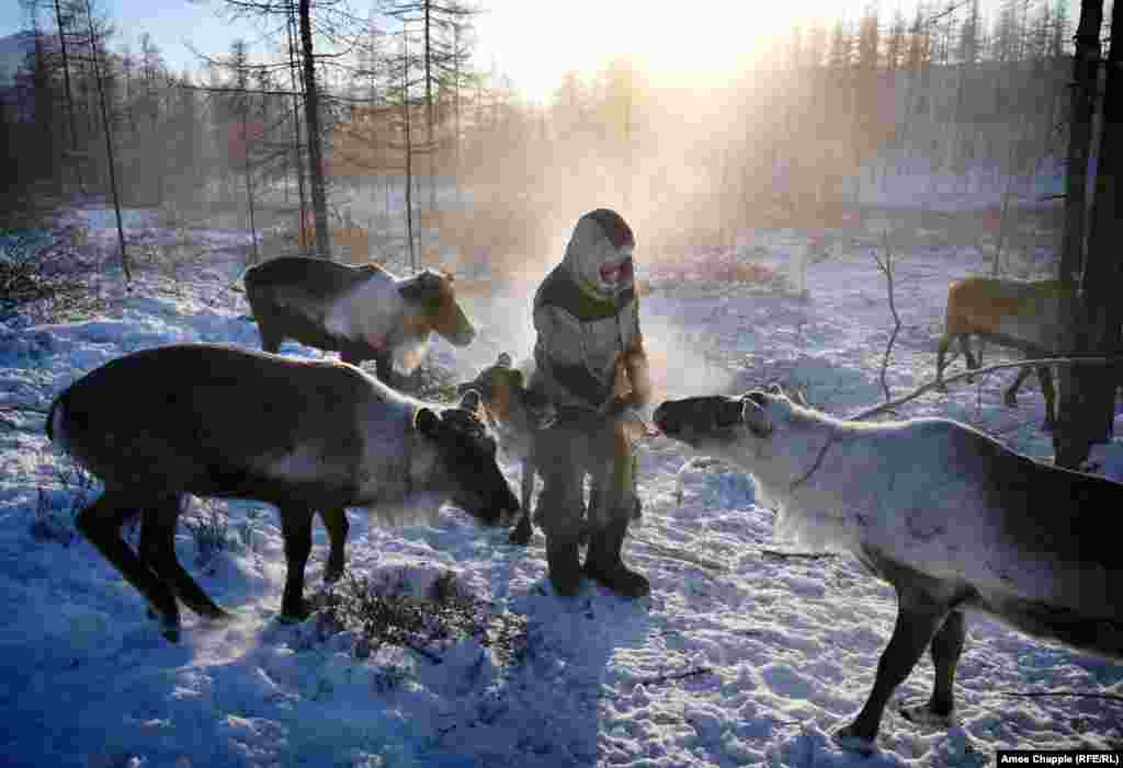 La câțiva kilometri de satul Topolinoe, Grișa Zamiatin are o turmă de 40 de reni. Saha, Rusia, 2 februarie 2018