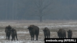 Зубры ў Белавескай пушчы, архіўнае фота