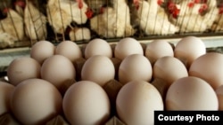 Куриные яйца на фоне кур-несушек. Иллюстративное фото