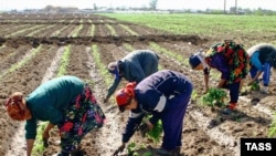 Tajik migrant workers in Russia (file photo)