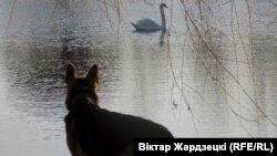 ФОТА ДНЯ: Сабак і лебедзь. Віктар Жардзецкі