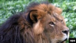 یک شیر در باغ وحش کابل