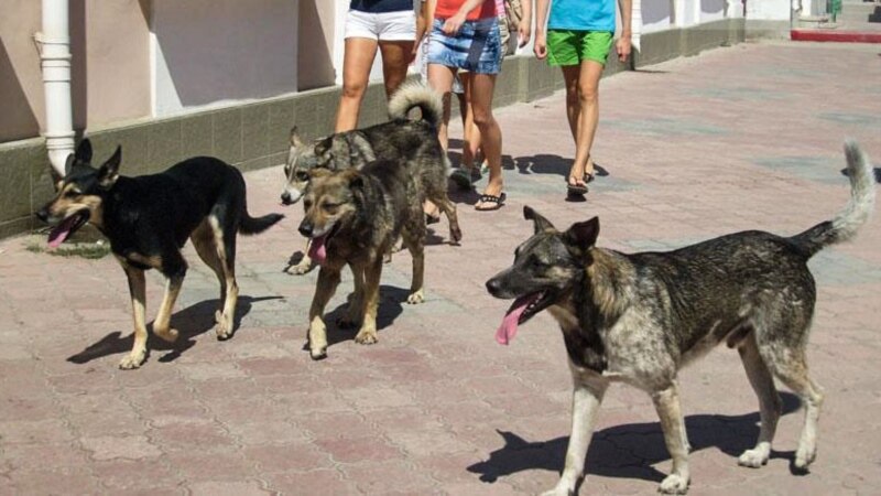 Старый Крым: полиция ищет виновных в убийстве бездомных собак – СМИ