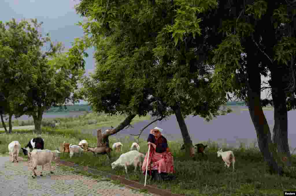  A woman sits with her goats in Sviyazhsk, Russia, on June 27. (Reuters/Darren Staples)