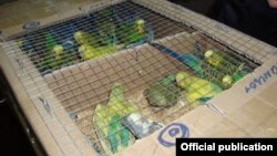 Папугайчыкі, канфіскаваныя на беларуска-ўкраінскай мяжы ў 2016