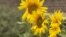 Netherlands - city of Hilversum, where sunflowers are planted in honor of victims of MH17 crash in Ukraine - screen grab