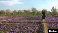 افغانستان - کشاورزان به جای کشت خشخاش به کشت زعفران روی آورده‌اند. 