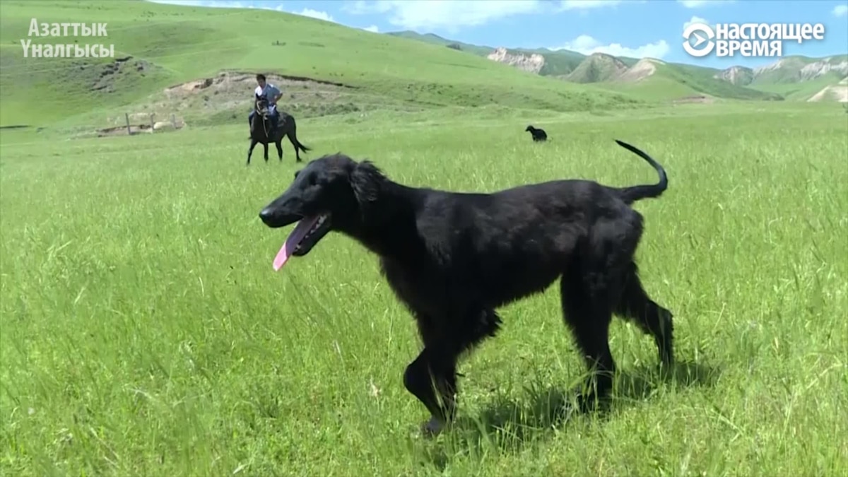 Купить Щенка Тайгана В России