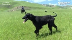 Тайган - древняя порода борзых