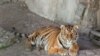 В Ленинградском зоопарке показали новую тигрицу. Она любопытна и много ест
