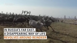 'Reindeer Are Sacred': Herders Struggle For Survival In Russia's Far East