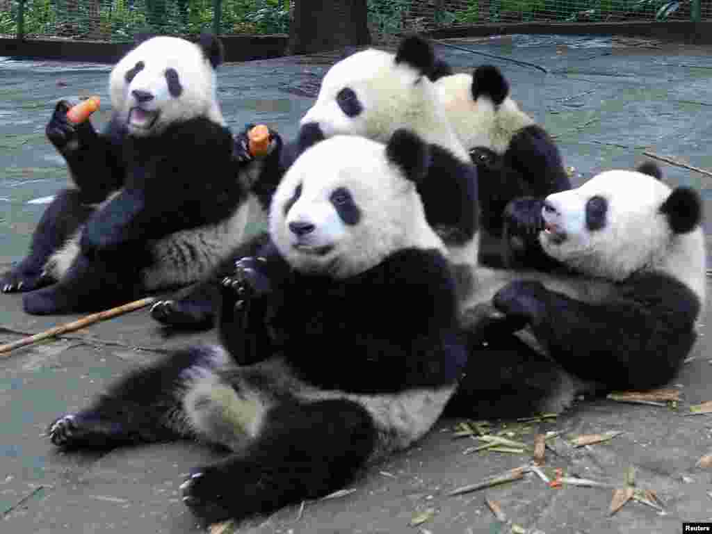 Кытайның Юань тыюлыгындагы дәү пандалар Азия уеннарын ачу тантанасында катнашу өчен Җанҗоуга китте.