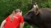 15-year-old girl trains bull for traditional Bosnian bullfights