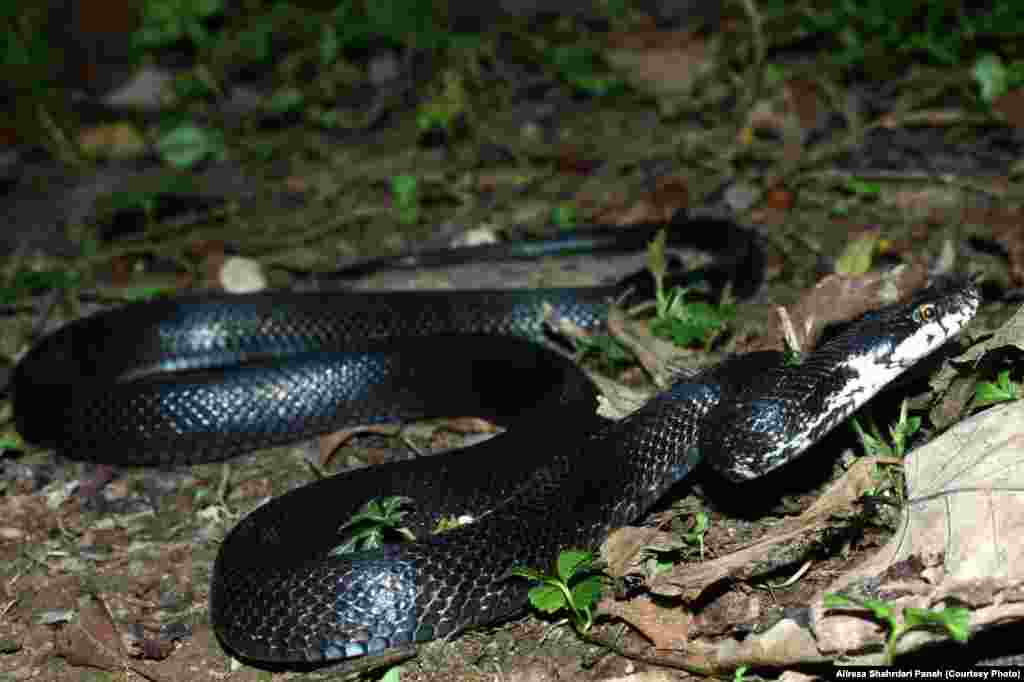  نام علمی: Zamenis persica، نام فارسی: مار موش خوار ايرانی، نام انگليسی: Persian Rat Snake، اندازه: طول کل ۱۰۶ و طول دم ۲۵ سانتیمتر،&nbsp;زيستگاه: اين مار در مناطق جنگلی، بوته زارها و علفزارها زندگی می کند، پراکندگی در ايران: استان&zwnj;های مازندران، گيلان، آذربايجان شرقی، آذربايجان غربی، اردبيل و گلستان، این مار غیرسمی است 