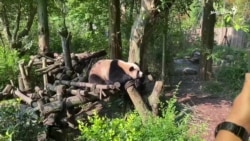 د چین پانډاګانو پارک ته ګڼ سیلانیان ورځي