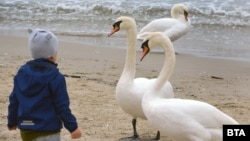 Въпреки епидемията, стадо лебеди отново долетя да зимува на плажа във Варна