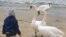 Въпреки епидемията, стадо лебеди отново долетя да зимува на плажа във Варна