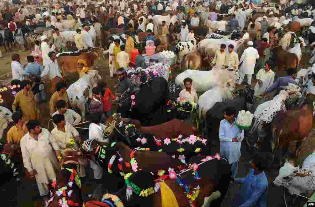 Pakistanda heyvan bazarı.&nbsp;