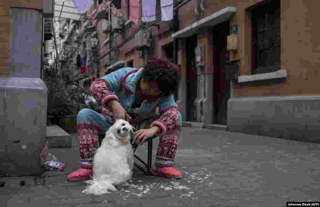 A woman trims the hair of her dog on a street in Shanghai on February 14 ahead of the Chinese Lunar New Year. (AFP/Johannes Eisele)