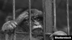 2017.22.04da Domodedovo aeroportida O‘zbekistondan keltirilgan 35 makaka ushlangan 