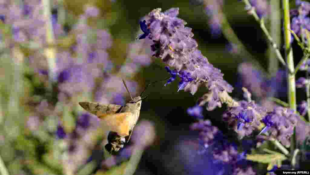 Бражники &ndash; семейство бабочек. Они отличаются способностью зависать в воздухе над цветком, словно крошечная птичка колибри, добывая нектар с помощью длинного хоботка. Гусеницы большинства бражников имеют характерный &laquo;рог&raquo; на заднем конце тела
