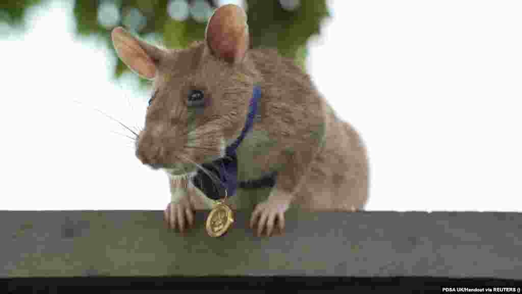 🥇 გაიცანით გმირი ვირთხა მაგავა. მაგავას მიწაში ჩაფლული ნაღმების აღმოჩენისთვის ცოტა ხნის წინ ოქროს მედალი გადაეცა.&nbsp;გიგანტური ვირთხა ბრიტანულმა ვეტერინარულმა საქველმოქმედო ორანგიზაციამ PDSA-მ დააჯილდოვა მაგავა კამბოჯაში მოღვაწეობს, სადაც სამოქალაქო ომის და კონფლიქტების შემდეგ მიწაში მილიონობით ნაღმი შემორჩა და აფეთქებებს ყოველწლიურად ათობით ადამიანი ეწირება.&nbsp; კამბოჯაში განაღმვითი სამუშაოები დღემდე აქტიურად მიმდინარეობს. სწორედ განაღმვითი სამუშაოებისთვის გაწვრთნეს გიგანტური ვირთხა მაგავა, რომელიც საშუალო ვირთხაზე მეტს იწონის, თუმცა არა იმდენს, რომ ნაღმზე გადავლის შემთხვევაში აფეთქდეს.&nbsp; მაგავამ 7 წლის განმავლობაში 39 მიწაში ჩაფლული ნაღმი და 28 აუფეთქებელი საბრძოლო მოწყობილობა აღმოაჩინა.&nbsp; მას ჩოგბურთის მოედნის ტოლი ტერიტორიის შემოწმება 30 წუთში შეუძლია, როდესაც იგივე ზომის ტერიტორიას სპეციალური დეტექტორით აღჭურვილი ადამიანი ოთხ დღეს ანდომებს. 📸 PDSA UK/Handout via REUTERS