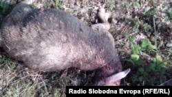 Macedonia - Wolf choke dozen sheep in the village of Frangov in Struga.