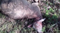 Бўғизланган қўйлар, ўз жонига қасд қилган 5 ўсмир, қашқадарёча Наврўз, юз ёшли момо аравага муҳтож