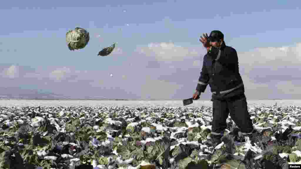 A man harvests cabbages in his field before sending them to market in the village of Komorane near Pristina, Kosovo. (Reuters/Hazir Reka)