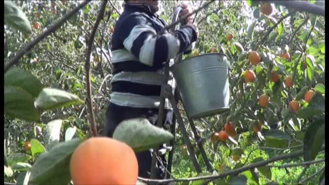 "Pokrovski" bazarı bağlandı, Seyfəlidə xurma ağacda qaldı