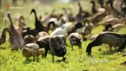 Армия уток атакует вредоносных улиток на винограднике в Южной Африке (видео)