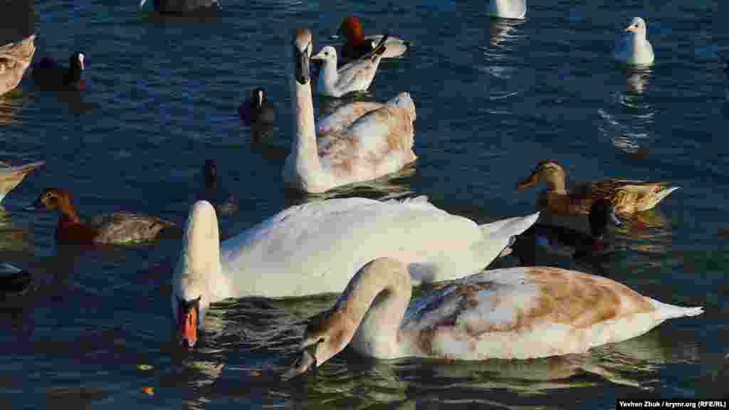 Лебеди собирают в воде кусочки хлеба