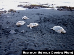 Чарапахі на вульканічным узьбярэжжы