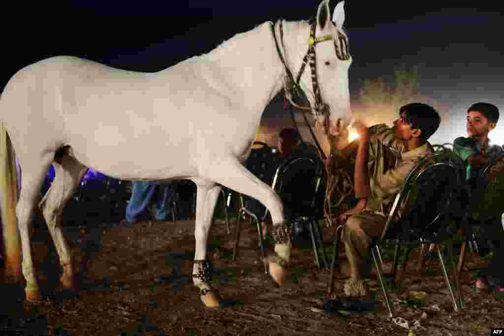 Sajjet, a hired hand, interacts with a trained horse that goes by the name of Ladone as he and others take a break from performing during a political rally in Lahore, Pakistan. (AFP/Roberto Schmidt)