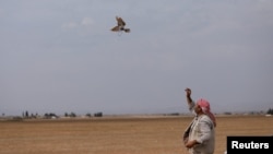 Как дори сватбите спират, когато прелитат соколите