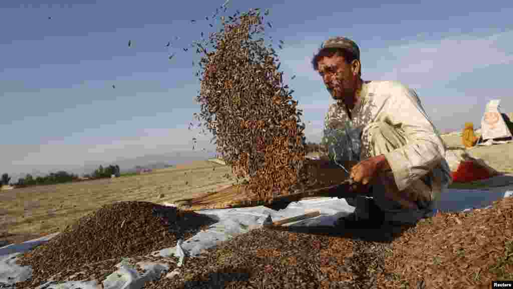OCTOBER 10, 2012 -- A man works on a pine-nut farm in Afghanistan&#39;s Jalalabad Province. (Reuters/Parwiz)