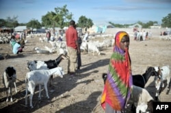 Кілька десятків років безперервних воєн зробили Сомалі однією з найбідніших країн світу, де населення голодує