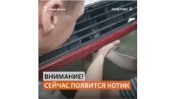 Спасение котенка из машины в Кузбассе