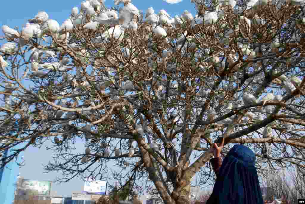 Pigeons sit on a tree in front of the Blue Mosque in Mazar-e Sharif, northern Afghanistan. (epa/Sayed Mustafa)