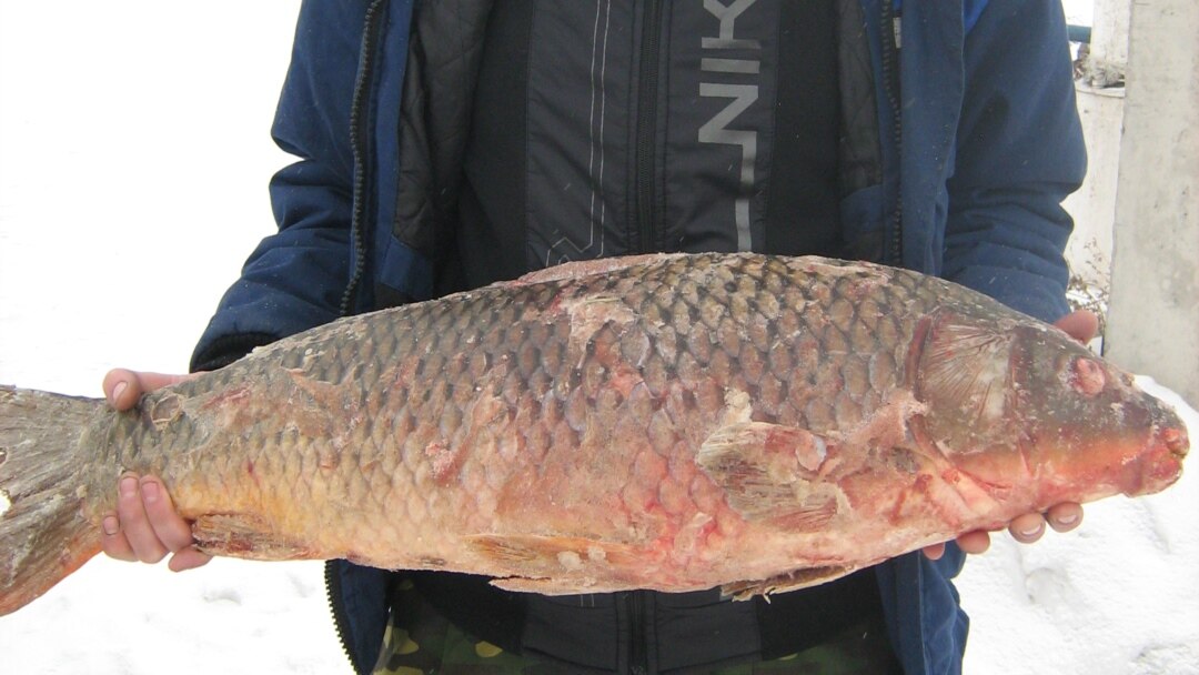 Бөксесі қатты жалаңаш сұлу қыздар