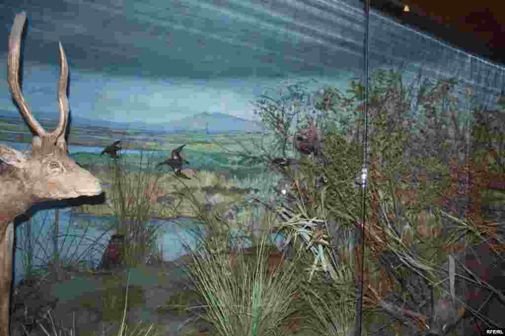 Сайре дар осорхонаҳои кишвар #101