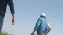 Қизириқ туманидаги пахта даласидан келган видео
