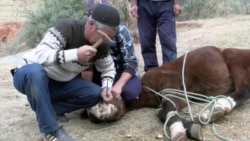 Atın dişini narkozsuz çıxarır (Ürəyi zəif olanlar baxmasın)