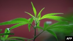 Marijuana plants grow at Perennial Holistic Wellness Center medical marijuana dispensary, which opened in 2006 in Los Angeles, California.